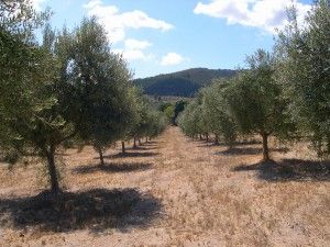 Campos de olivos